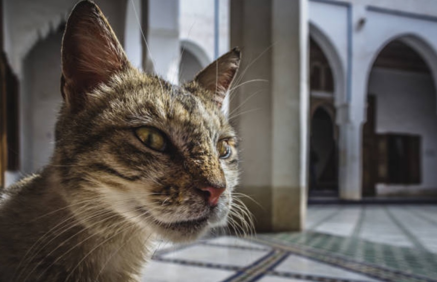 Hombre muere de rabia por mordida de un gato en Marruecos