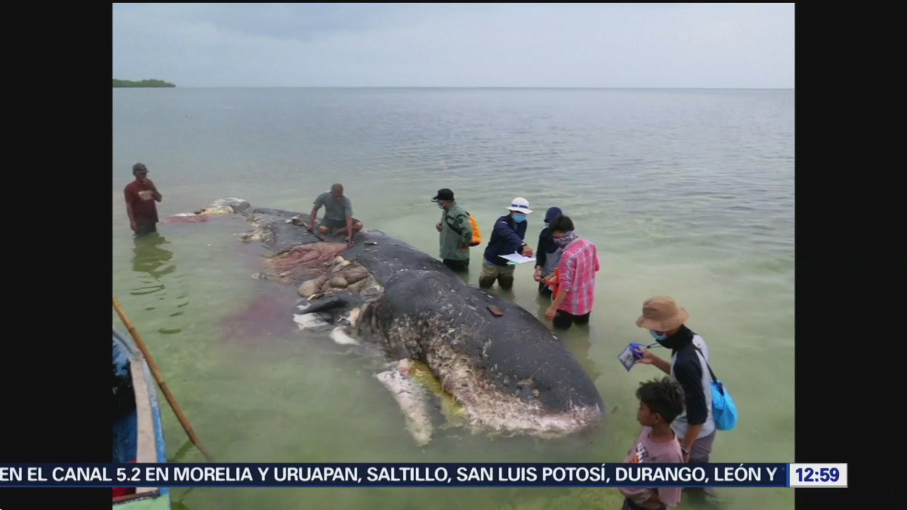 Hallan mil desechos plásticos en estómago de ballena muerta en Indonesia