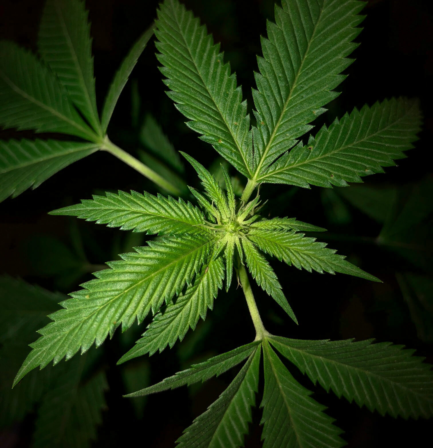 Cofepris libera primer paquete de productos con cannabis