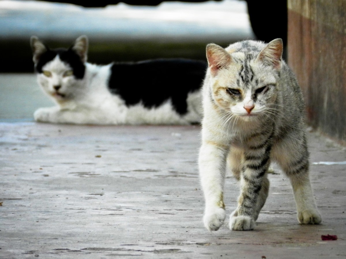 imagen-ilustrativa-gatos-ferales-hombre-tiene-100-gatos-argentina-chubut
