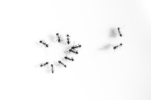 Hallan paciente cubierta por hormigas en hospital de Nápoles