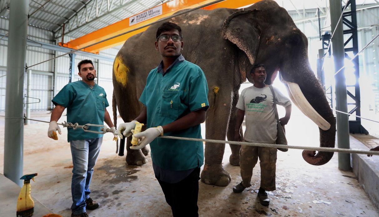 hospital-elefantes-maltratados-india-asia-imagenes-efe