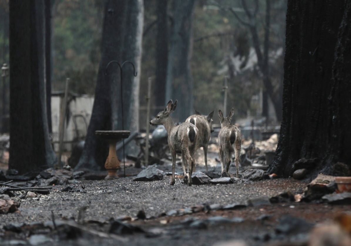 Sube a 83 el número de muertos en incendios de California