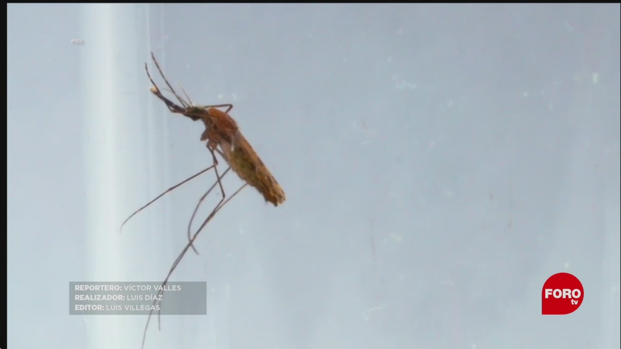 Investigan procesos que utiliza el dengue para multiplicarse en el organismo humano
