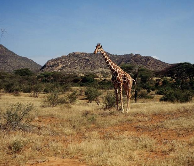 Kenia lanza plan de protección de jirafas
