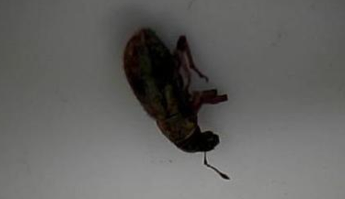 Detectan pinos con plaga de escarabajos procedentes de Oregon 