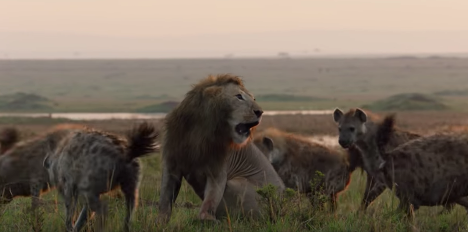 Video: León agradece ayuda compañero ataque 20 hienas