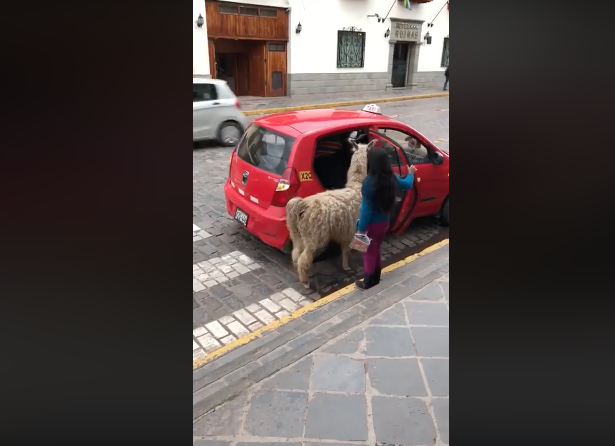 Llama Toma Taxi, Llama Subiéndose A Un Taxi, Cusco, Perú, Llama Perú, Alpaca