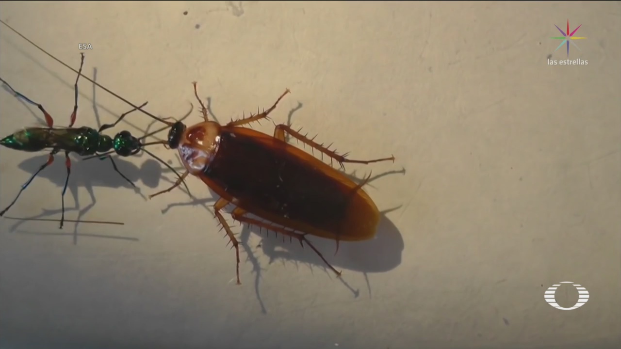 Cucaracha Evita Convertirse Zombie Tras Ataque Avispa