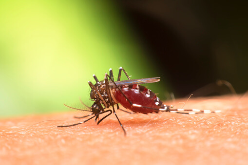 Salud Yucatán; detectan presencia de mosquito tigre