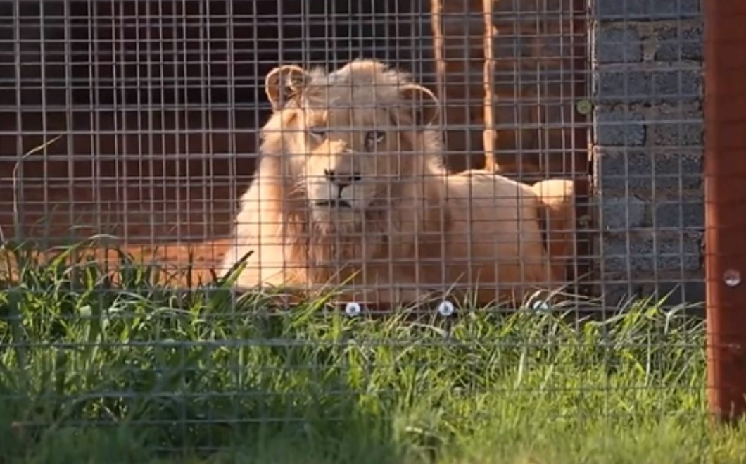 Salvemos a Mufasa, el majestuoso león blanco que será subastado y sacrificado en Sudáfrica por ser infértil