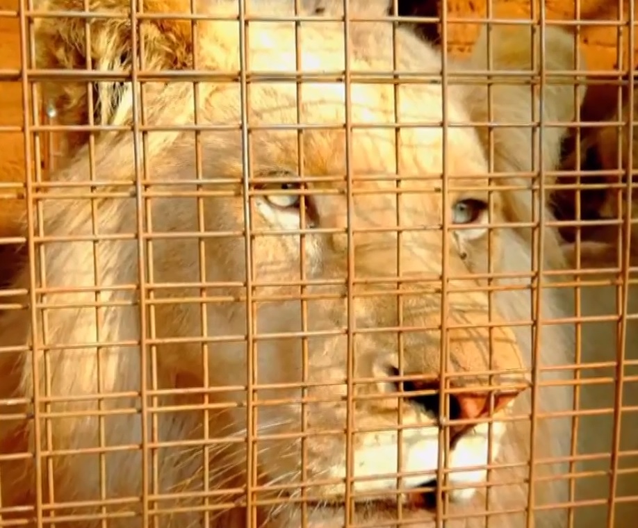 Salvemos a Mufasa, el majestuoso león blanco que será subastado y sacrificado en Sudáfrica por ser infértil