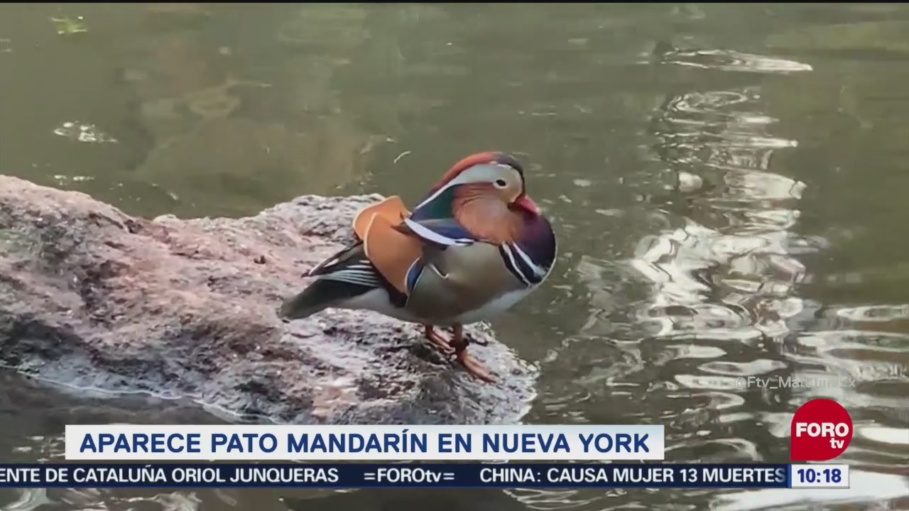 Pato mandarín captura atención de visitantes en Central Park de Nueva York
