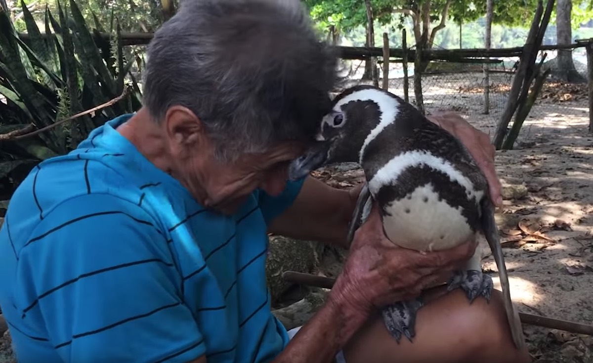Video Pingüino Hombre Visita Año Dindim