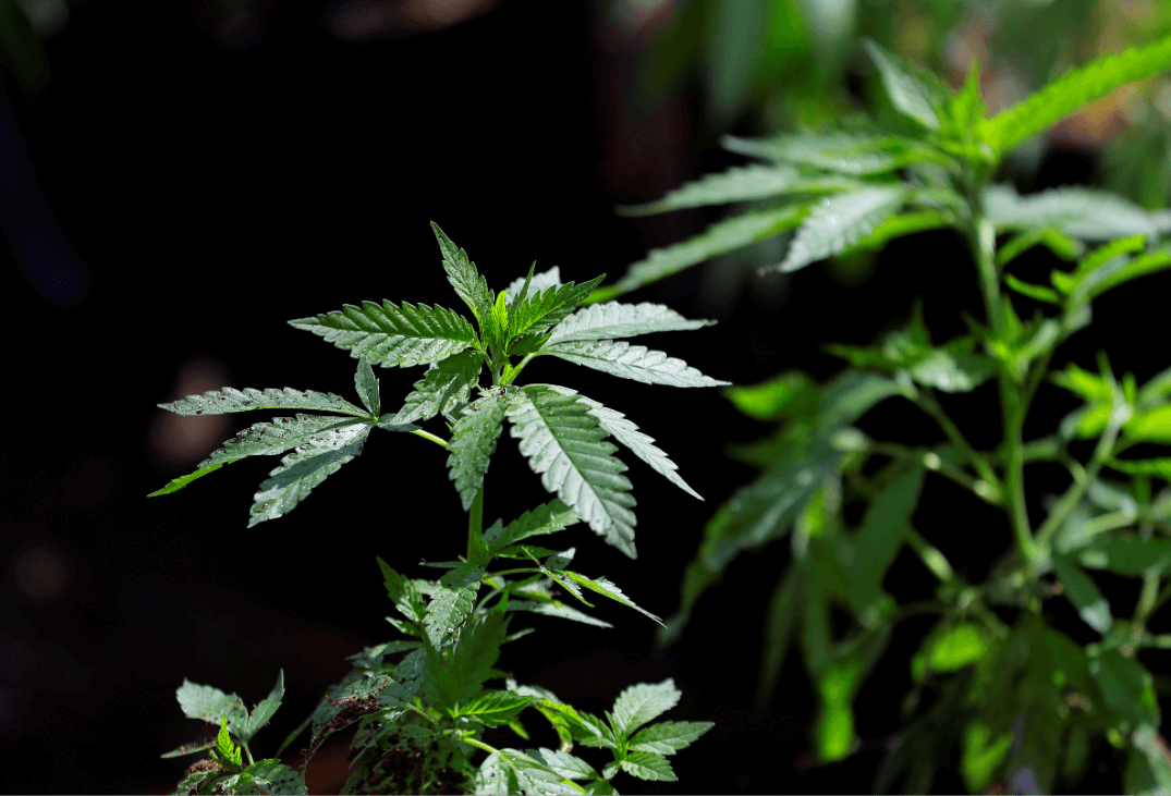 Michigan: Votantes aprueban uso recreativo de marihuana