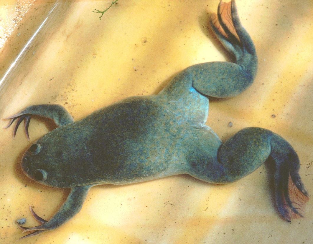 Científicos logran regenerar parcialmente patas de ranas amputadas
