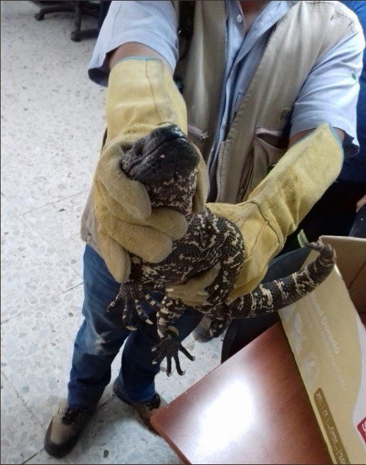 Rescatan a lagarto enchaquirado dentro de casa en Durango