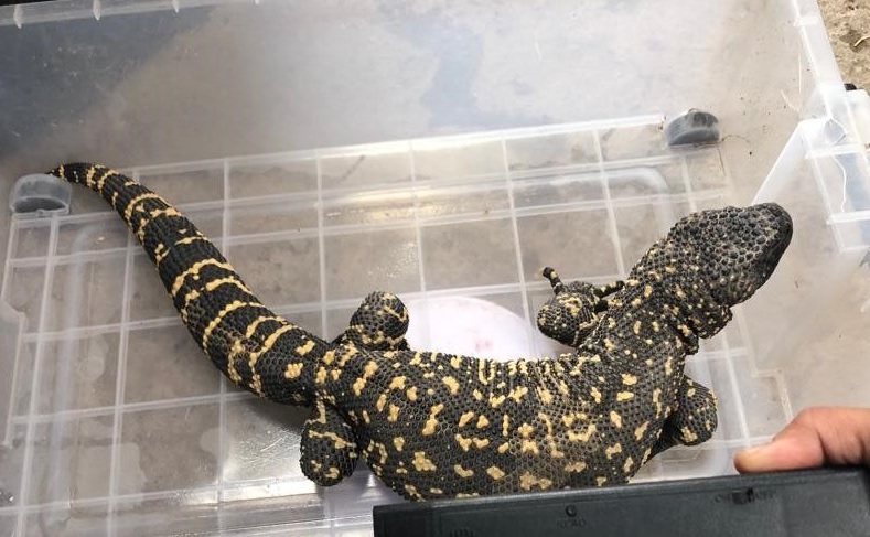 Rescatan a lagarto enchaquirado dentro de casa en Durango