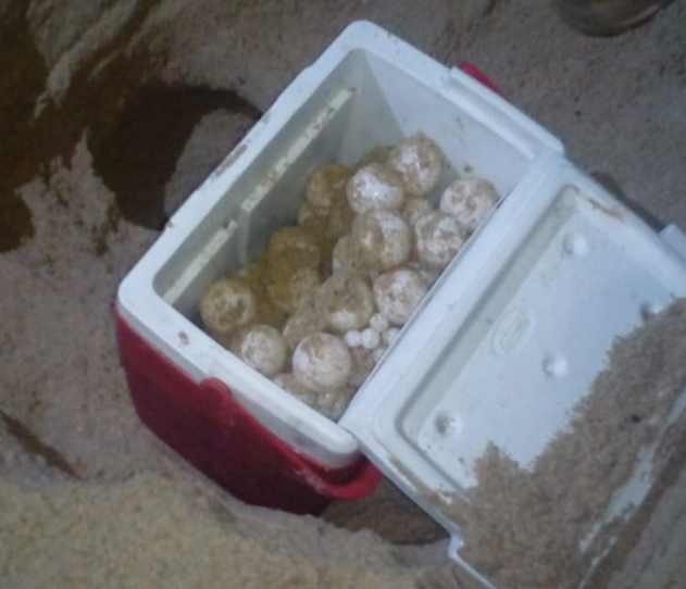 En Acapulco, tortuga laúd pone 103 huevos, bajo resguardo 