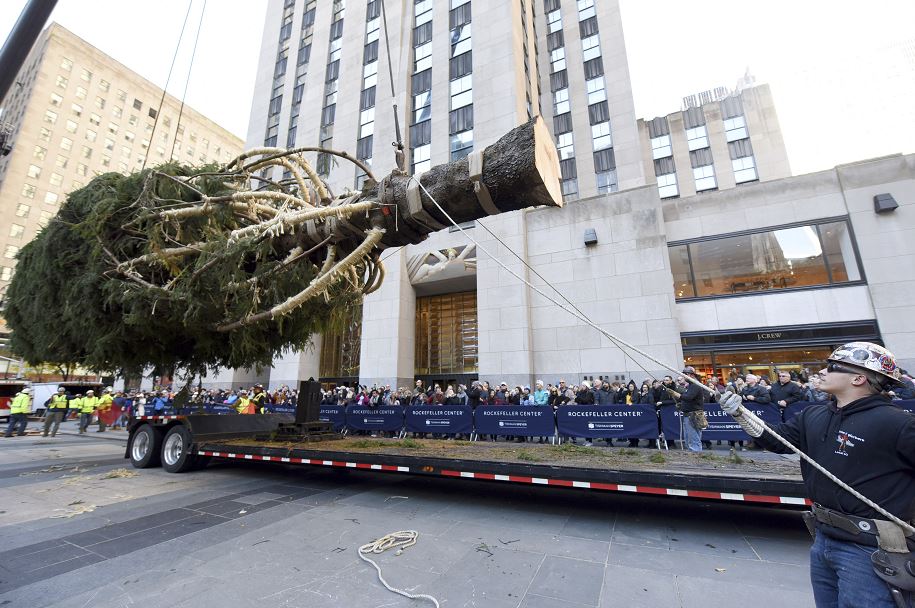 Emblemático árbol de Navidad llega a Rockefeller Center en Nueva York