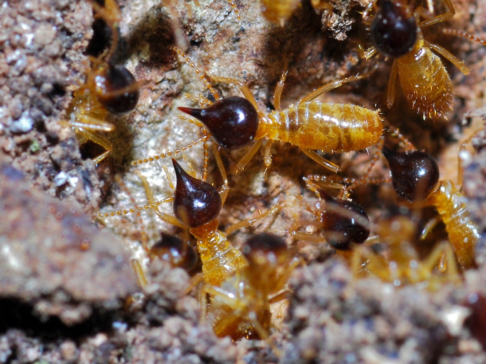 termitas-construyen-estructura-mas-grande-planeta
