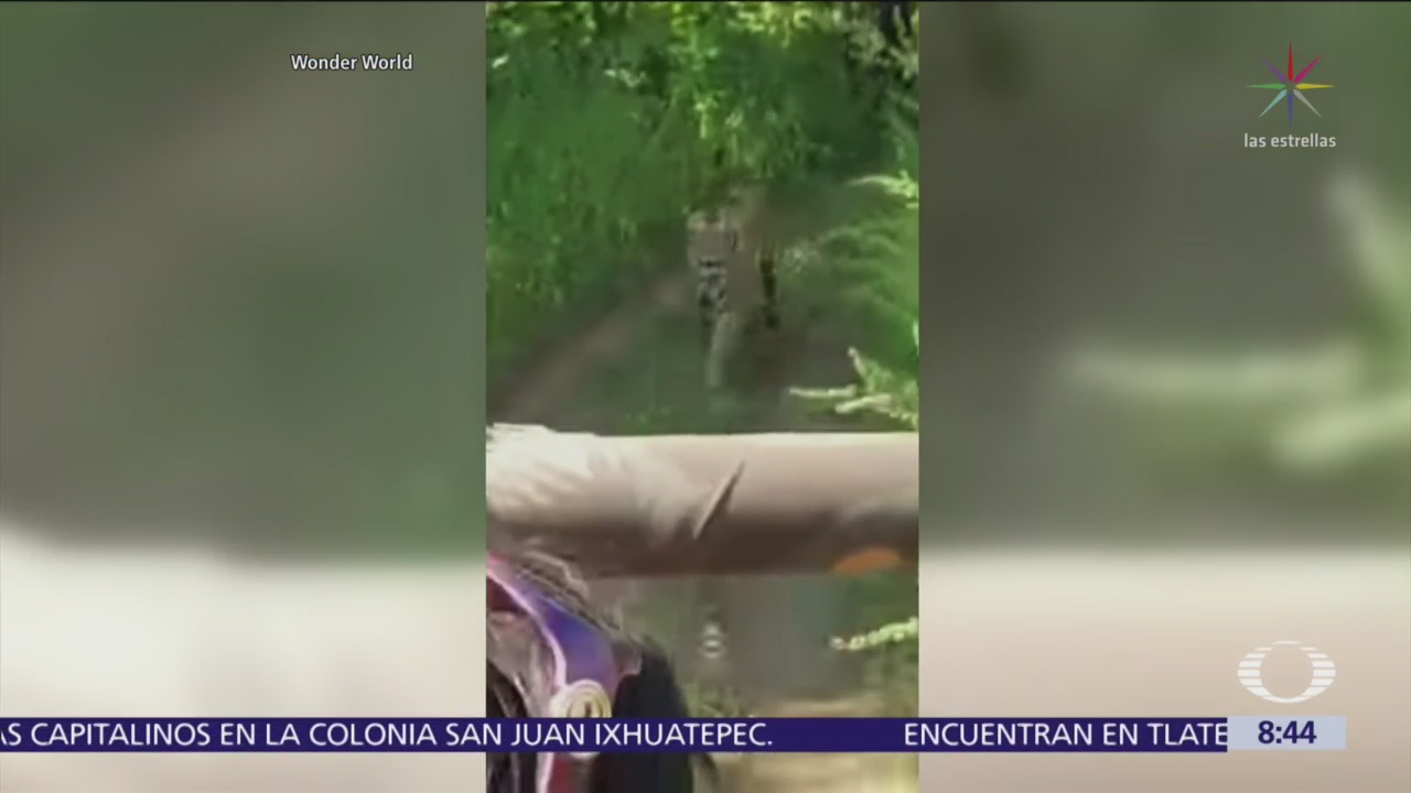 Tigre persigue a turistas durante safari en India