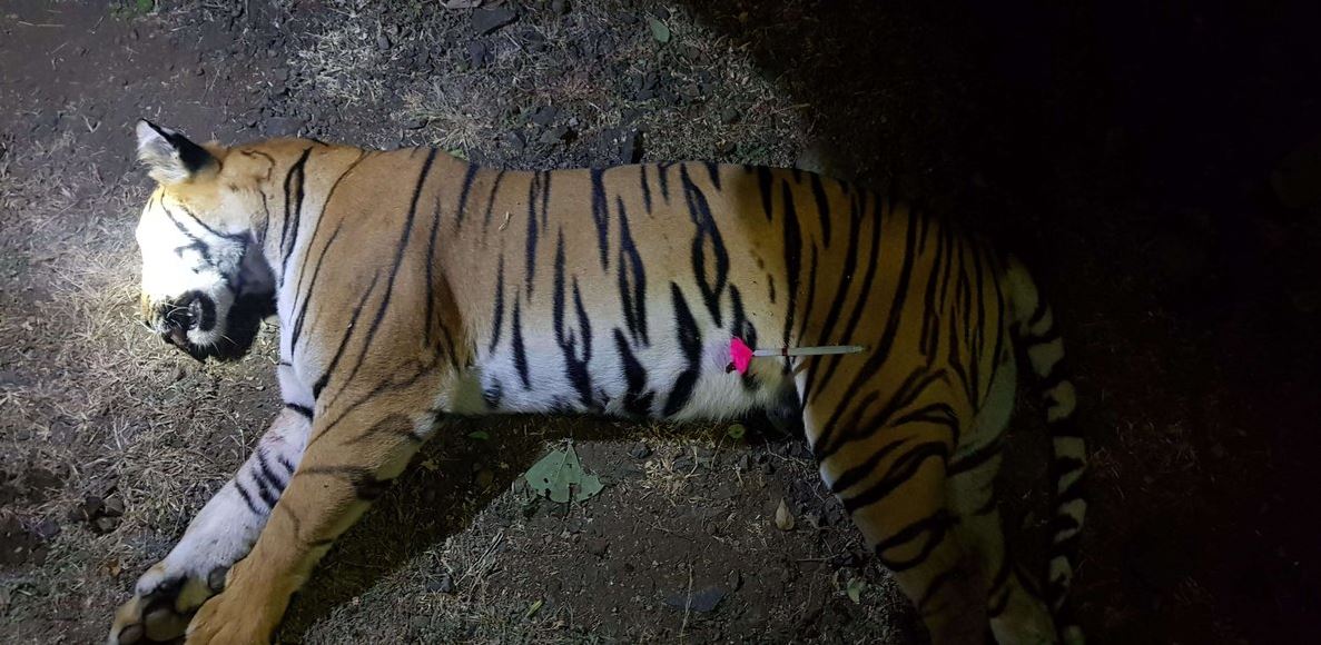 PETA denuncia muerte de tigresa acusada de matar personas