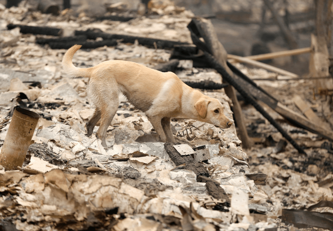 Un perro entrenado busca a víctimas de incendio en California. (Reuters) 