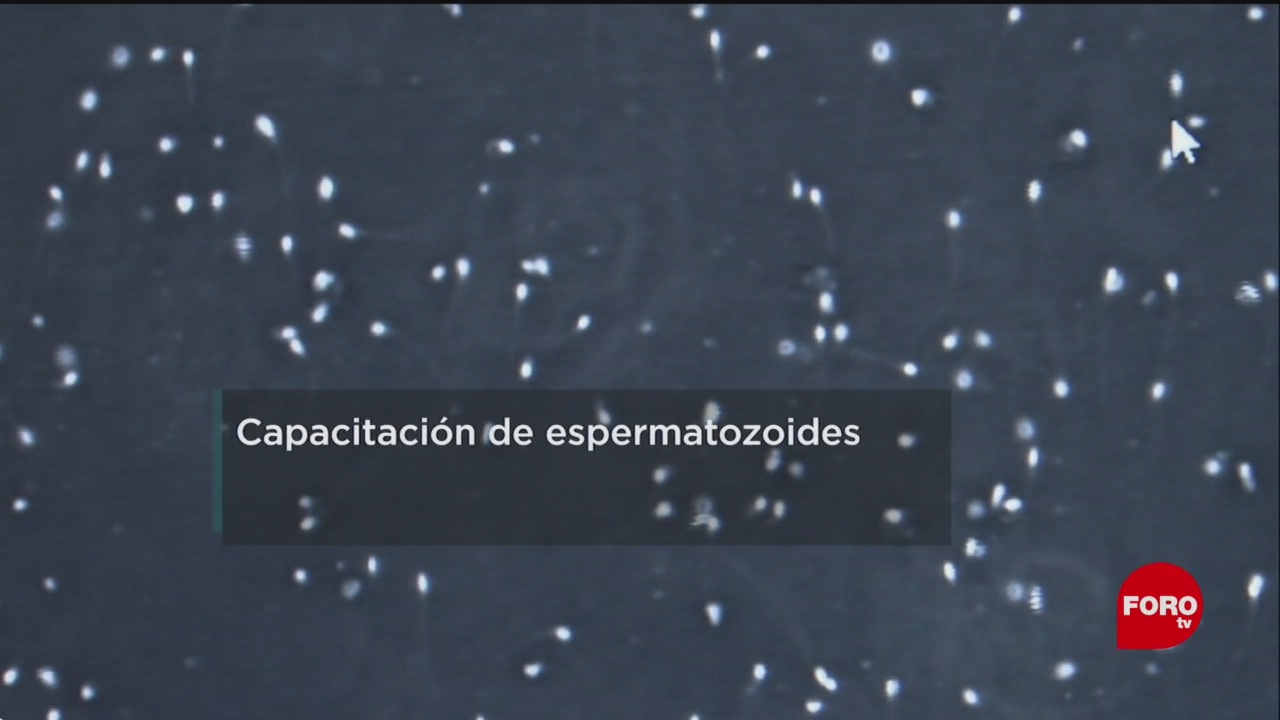 UNAM busca aumentar capacidad de espermatozoides para fecundar