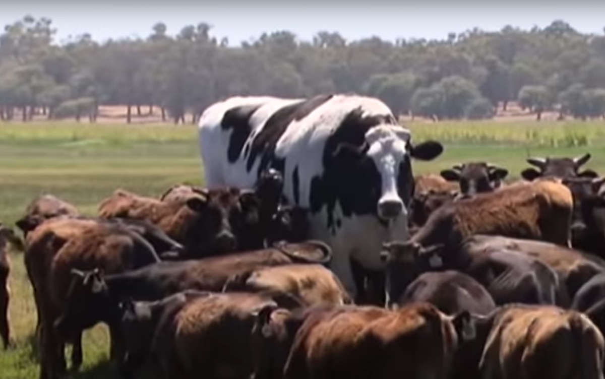 VIDEO: Descomunal vaca gigante sorprende a gente en todo el mundo