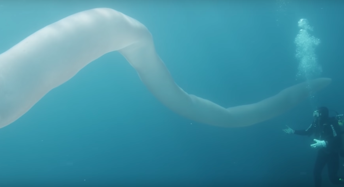 video-gusano-mar-8-metros-largo-nueva-zelanda
