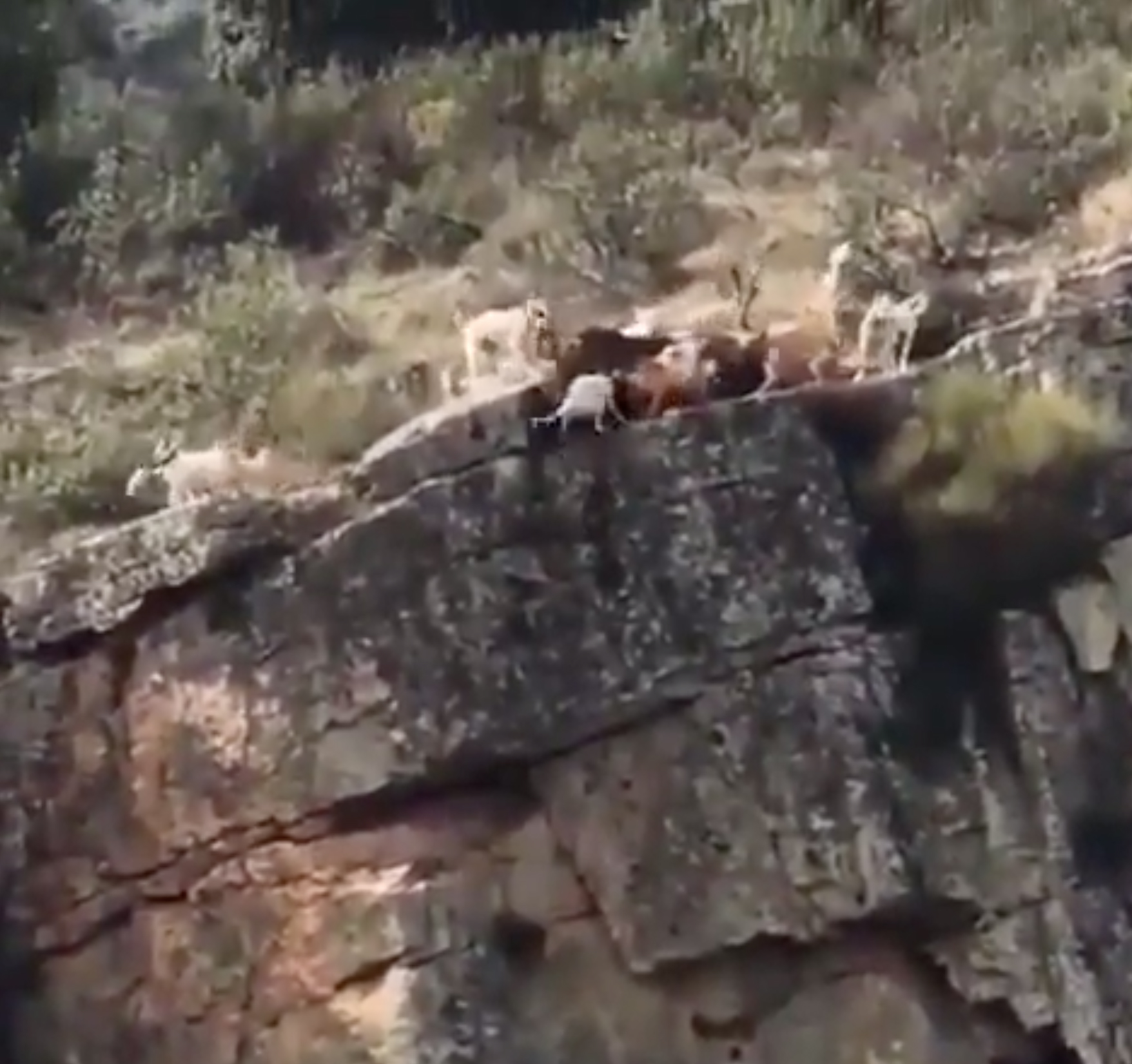 VIDEO: 12 perros y un ciervo caen de barranco durante cacería