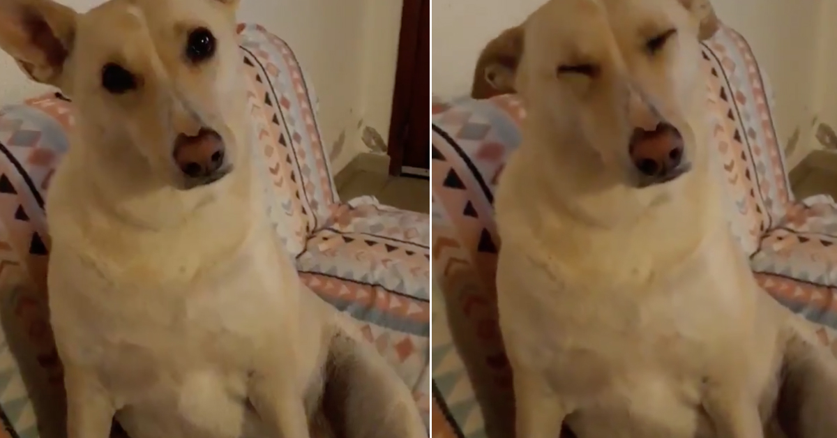 detrás del video viral del perro que reacciona preguntas de su dueño – N+