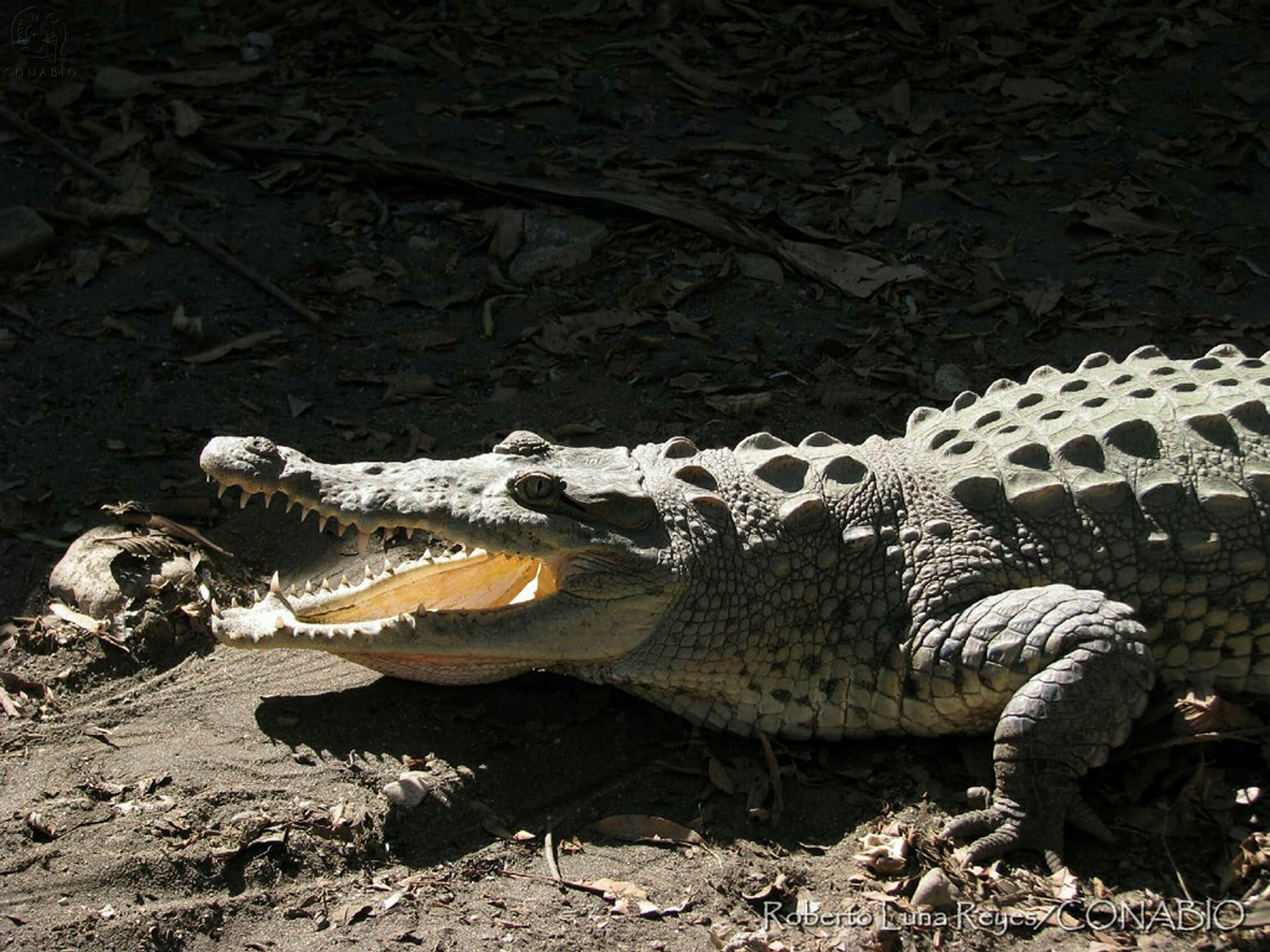 Enorme cocodrilo sorprende en agencia de vehículos en México