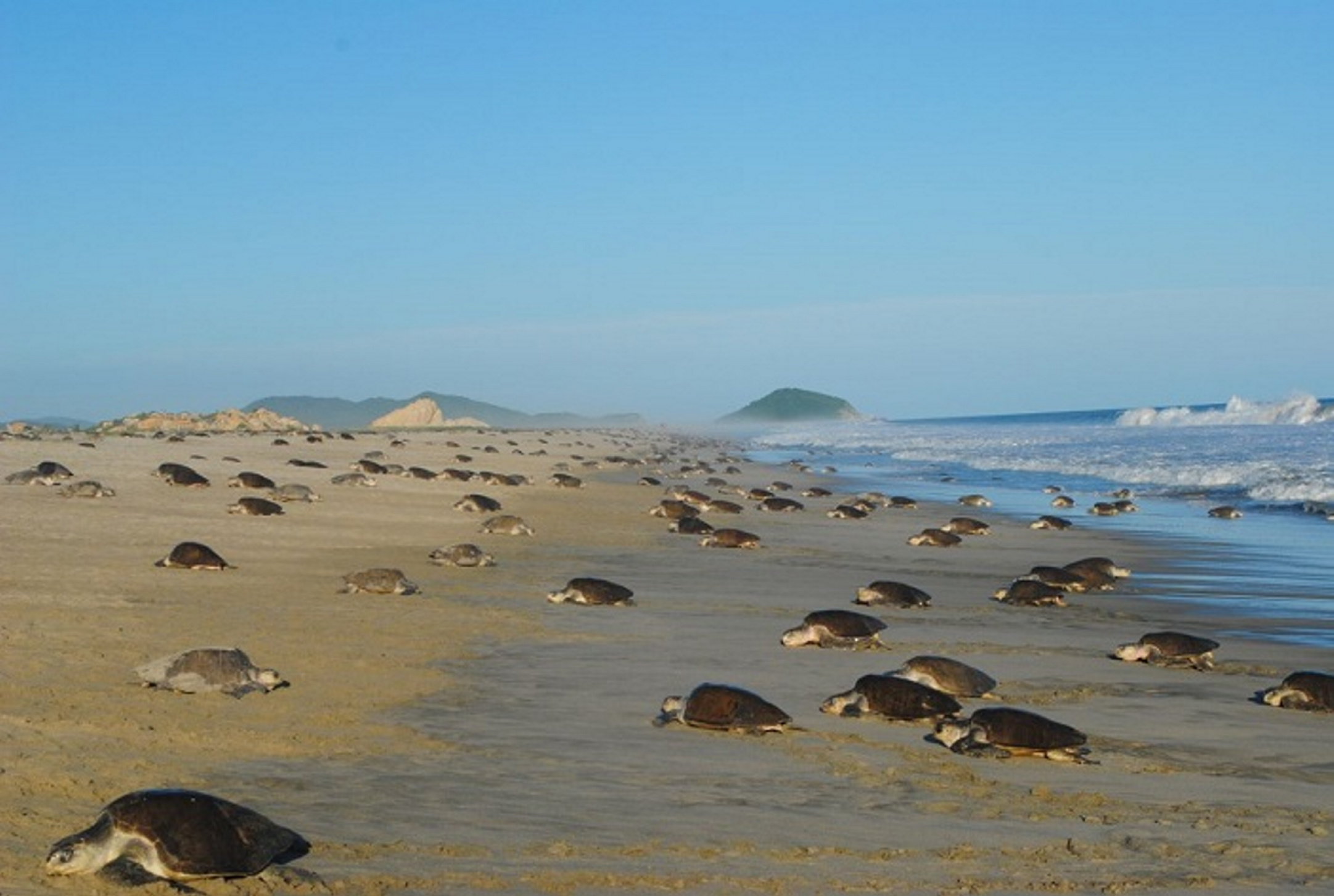 Miles de tortugas desovan en playa La Escobilla, Oaxaca
