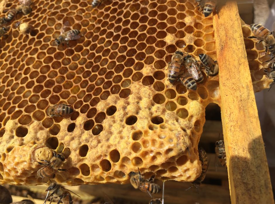 Alertan sobre disminución de abejas por pesticidas en Veracruz
