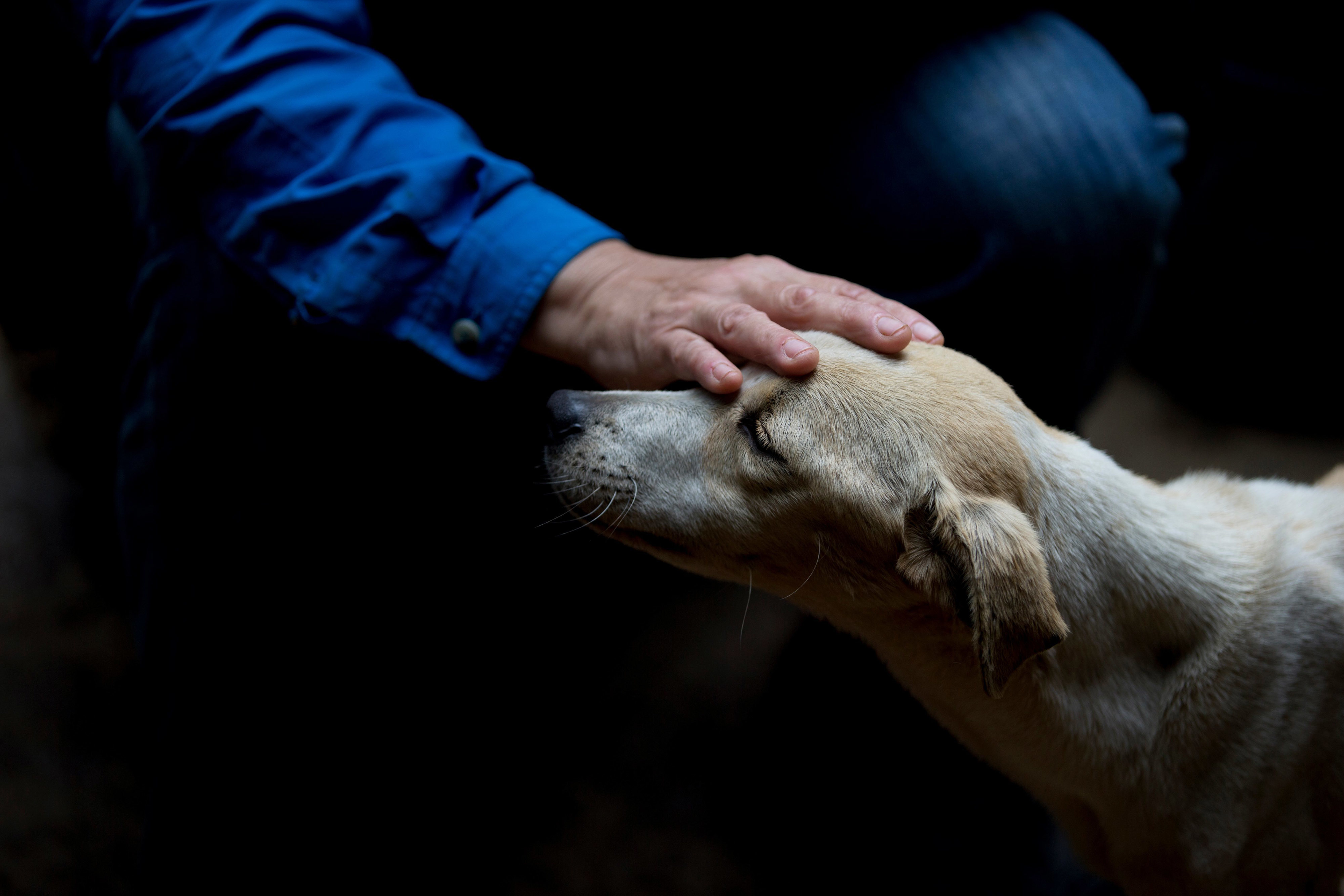 Video: Rescatan perro que fue enterrado vivo