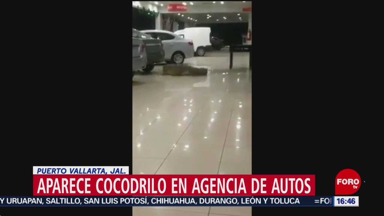 Aparece Cocodrilo Agencia Autos Puerto Vallarta
