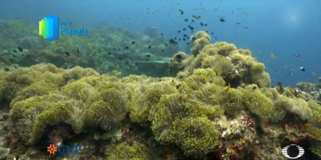 Arrecifes de coral y manglares en Vamizi