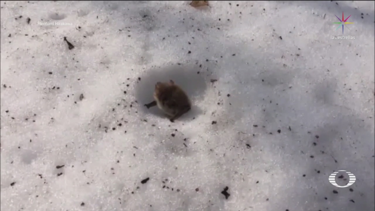 Así Hibernan Nieve Murciélagos Sobrevivir Invierno