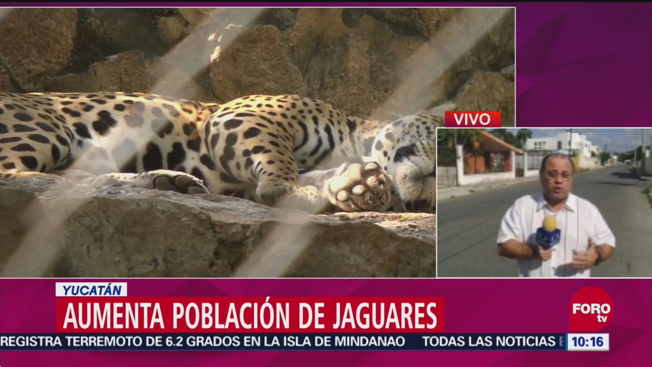 Aumenta la población de jaguares en México
