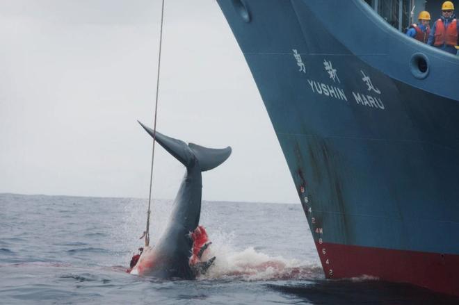 Japón reanudará la caza comercial de ballenas
