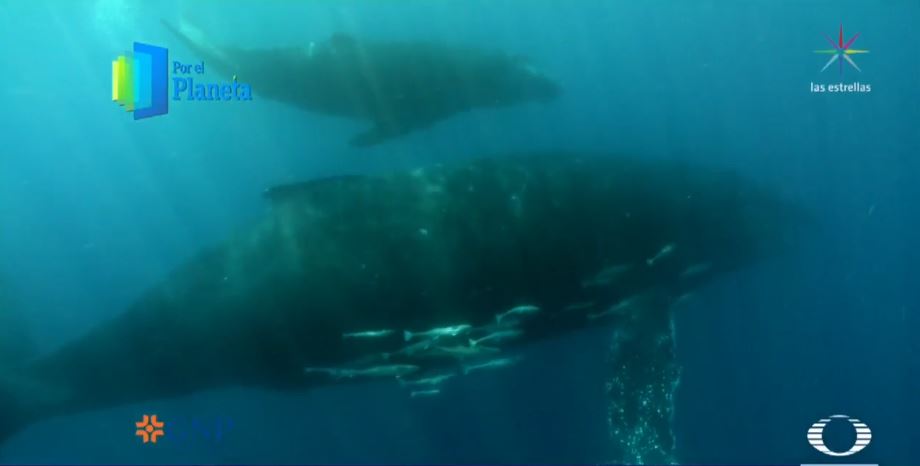 Ballenas jorobadas, gigantes que habitan los jardines del mar