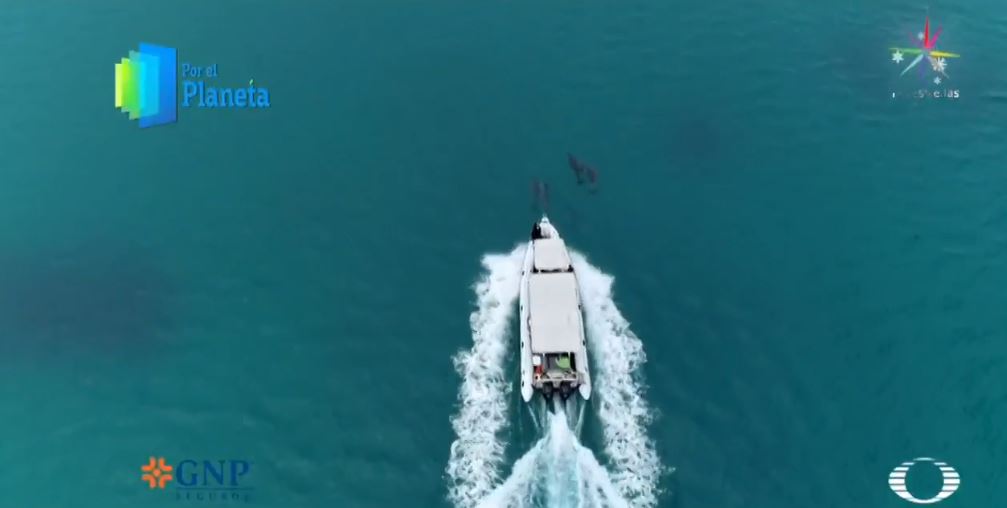 Ballenas jorobadas, gigantes que habitan los jardines del mar