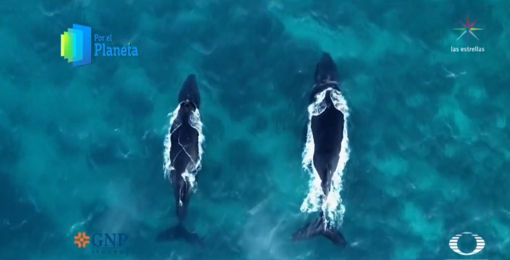 Ballenas jorobadas, gigantes de jardines del mar en Vamizi