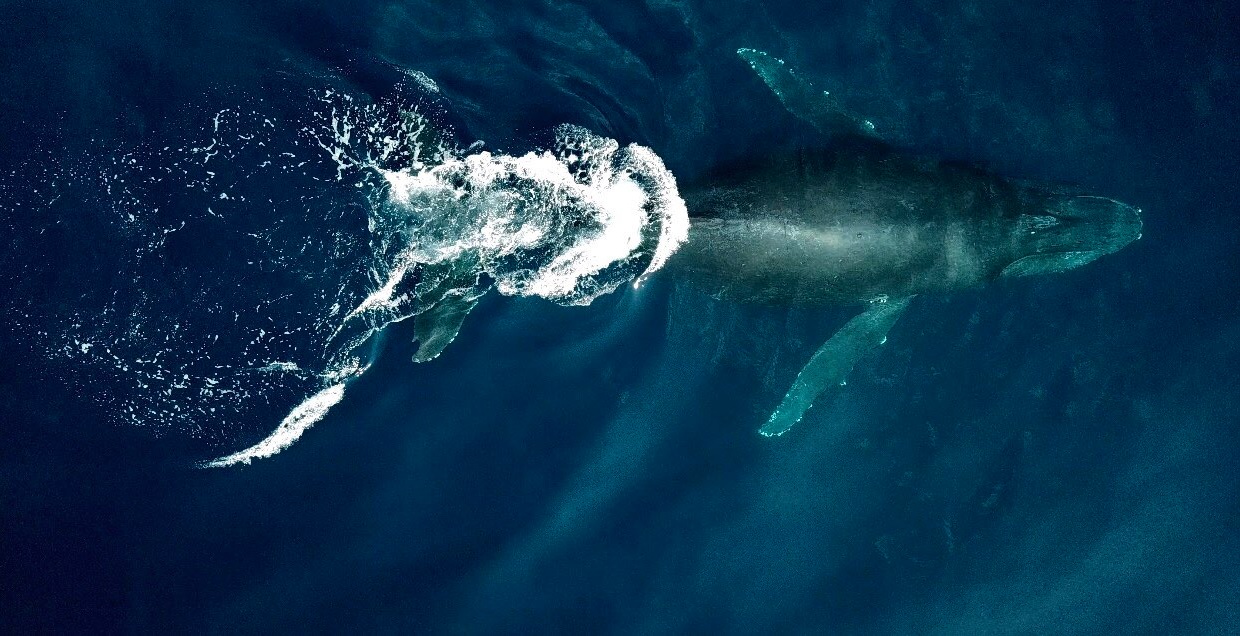 Llegan las primeras ballenas jorobadas a costas de Colima