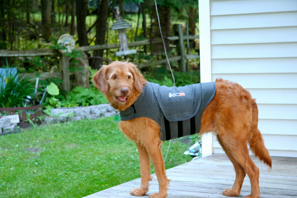 camisa-antiansiedad-perro-thundershirt