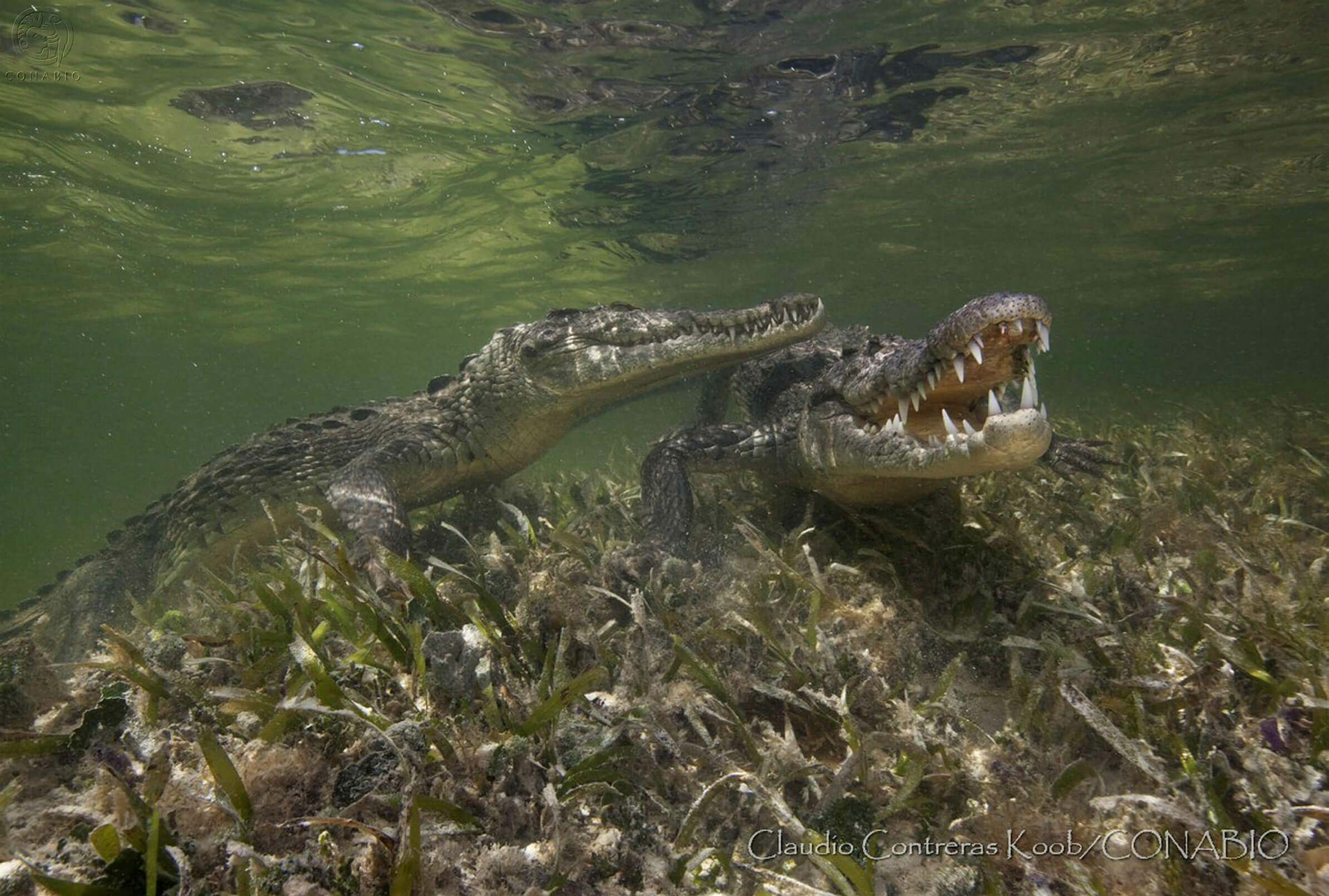 Implementan programa de protección de cocodrilos en Yucatán