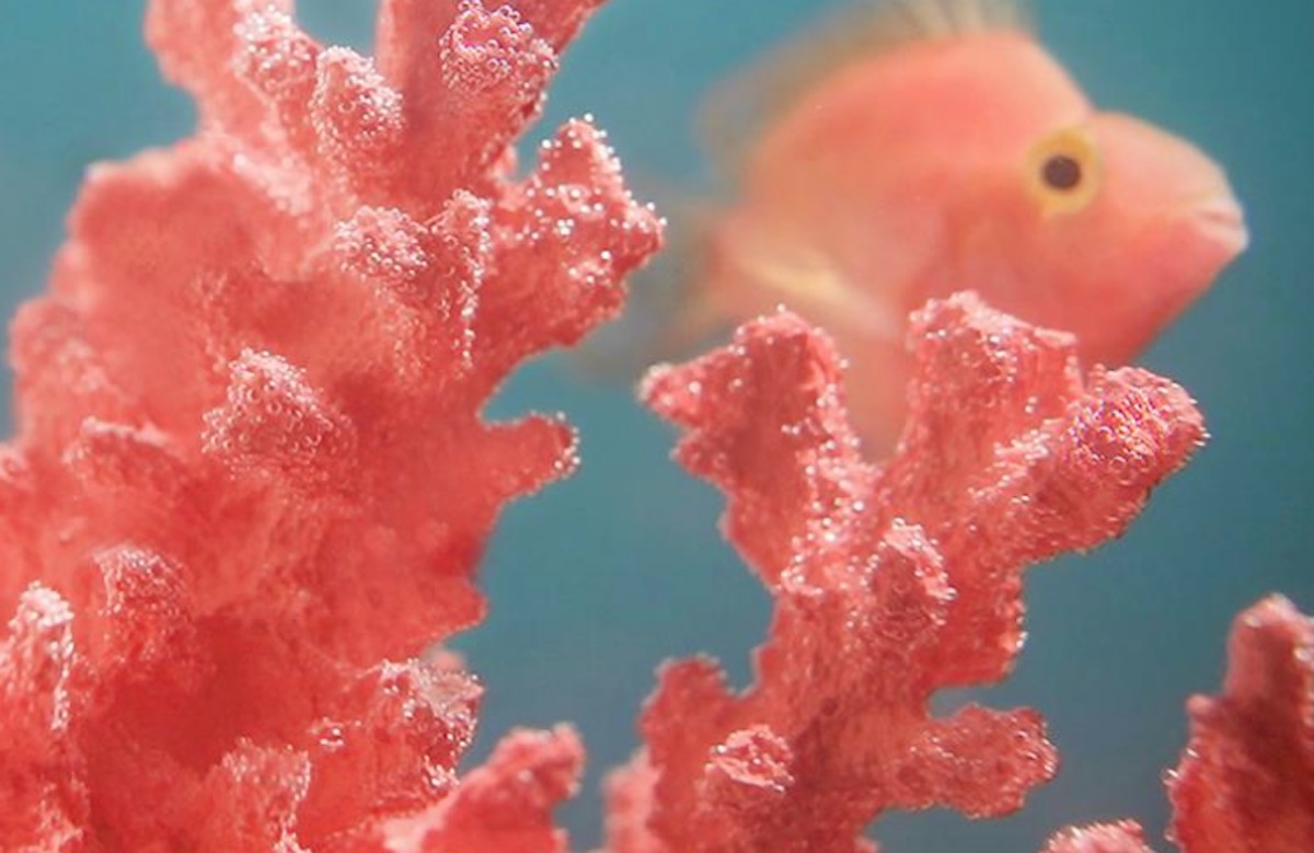 Color Año 2019 Living Coral Pantone