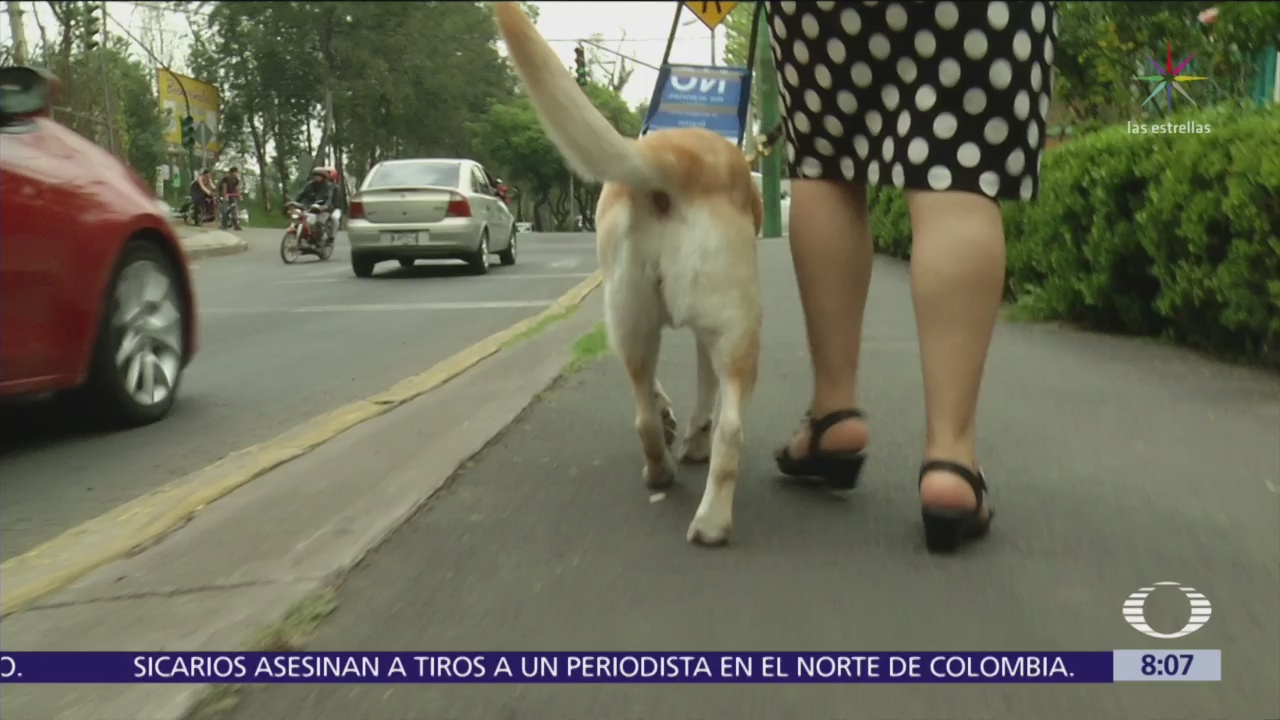 ¿Cómo evitar la discriminación de perros guías en México?